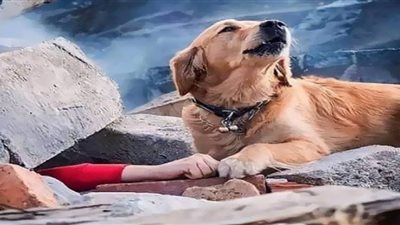 كلبة مُخلصة تُنقذ صاحبتها بعد 103 ساعات تحت الأنقاض