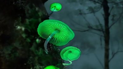 مصورة تطارد الفطر الأكثر توهجًا في العالم