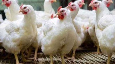 أسعار الدواجن اليوم الإثنين بمصر