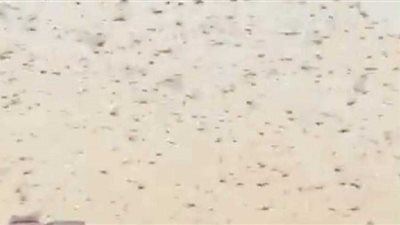 الجراد النطاط يجتاح مكة المكرمة