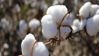 استمراراً لنجاح منظومة القطن الجديدة