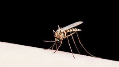 أهم المعلومات عن مرض الملاريا وطرق الوقاية