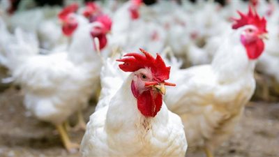 أسعار الدواجن اليوم السبت في الاسواق المصرية