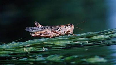 حقيقة انتشار الجراد النطاط بمكة المكرمة