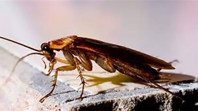 مهام جديدة للصراصير في الزلازل (شاهد)