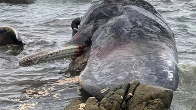 شاهد.. نفوق 230 حوتًا على أحد الشواطئ في أستراليا