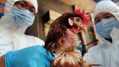 إنفلونزا الطيور.. مطالبات عاجلة باختراع لقاح ينقذ البشر من مخاطره