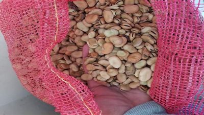 أسعار الفول اليوم عند التاجر