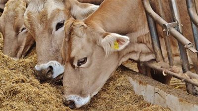 قفزة جديدة في أسعار الأعلاف اليوم الثلاثاء