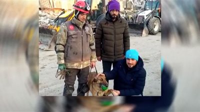 الكلبة سيلا تنقذ 12 شخصًا بزلزال تركيا وتواصل البحث برجل مكسورة