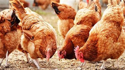 أسعار الدواجن اليوم في المزرعةالثبات