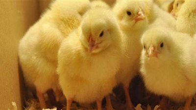 سعر الكتكوت الأبيض اليوم الثلاثاء بالمزرعة