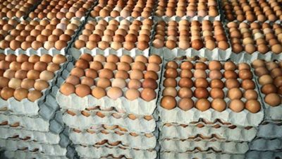 أسعار البيض اليوم الثلاثاء بالمزرعة