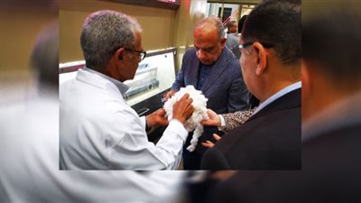 8.9 مليار جنيه حصيلة مزادات بيع القطن في منظومة التداول الجديدة