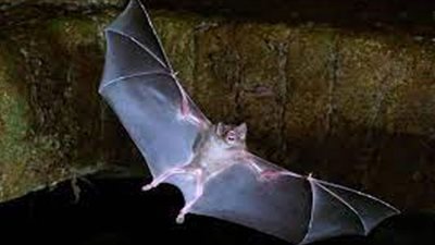 5 فيروسات جديدة في خفافيش صينية