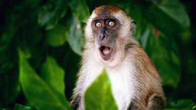 منظمة الصحة العالمية تعلن تغيير اسم مرض جدري القرود.. والسبب مفاجأة