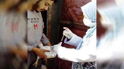تحصين 104 ألف طائر من أنفلونزا الطيور والأمراض الوبائية بالشرقية
