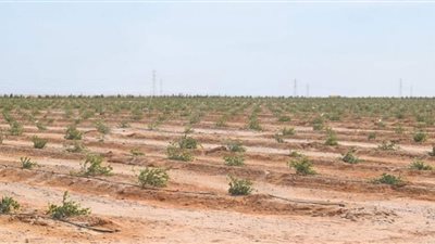 البحر الأحمر تسابق الزمن للانتهاء من المرحلة الثانية من زراعات الجوجوبا