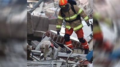 زلزال تركيا وسوريا.. جيش القوائم الأربع يسابق البشر في مهمة تحت الأنقاض