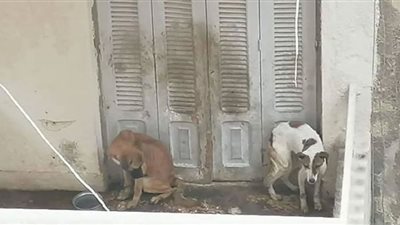 الشرطة تنقذ كلبًا من الجوع والعطش.. وصاحبه يتعهد بحسن رعايته