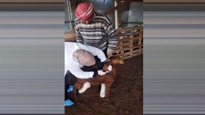 تحصين 164 ألف رأس ماشية ضد الجلد العقدي بالشرقية