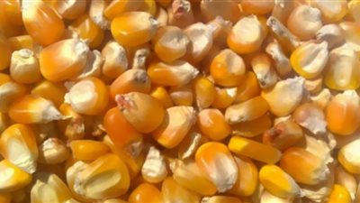 ضبط 2 طن ذرة غير صالحه للاستهلاك الآدمي