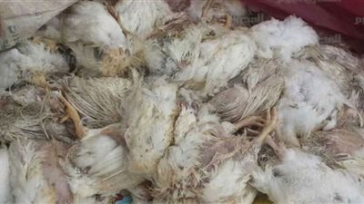 النيابة تعاين حريقًا شب بمزعة دواجن في الجيزة