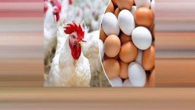 تراجع أسعار الدواجن وبيض المائدة بوزارة الزراعة