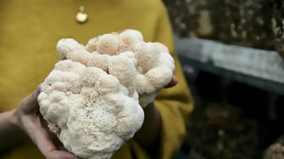 نوع من الفطر يعزز نمو الأعصاب والذاكرة.. علماء يوضحون