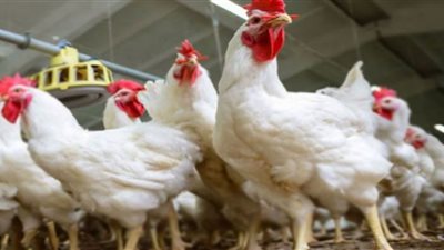 حل أزمة الدواجن يحتاج 1.8 مليون طن من الأعلاف (فيديو)