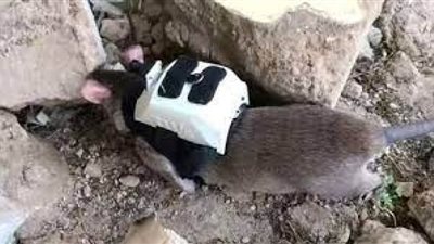 الفئران المدربة تنقذ العالقين تحت أنقاض المباني المنهارة (فيديو)