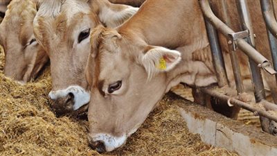 أسعار الأعلاف صباح اليوم الخميس