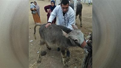 قافلة بيطرية من جامعة الزقازيق لقرية كفر أبو الديب بمركز الإبراهيمية