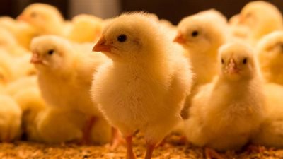 أسعار الكتاكيت اليوم الخميس