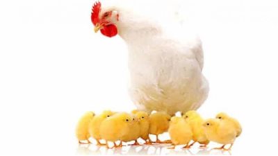 أسعار الدواجن اليوم الخميس بالمزرعة