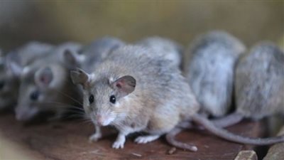 باريس تتحول إلى عاصمة الجرذان (فيديو)