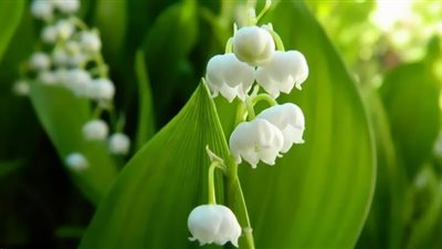 نبات يشعر ويتألم كالبشر..أغرب من الخيال (شاهد)