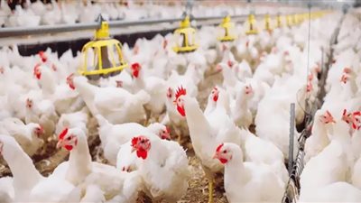 شعبة الدواجن: انخفاض الأسعار 25% في هذا الموعد