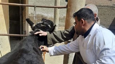 بني سويف: تحصين 42 ألفًا من الثروة الحيوانية لمواجهة الحمى القلاعية