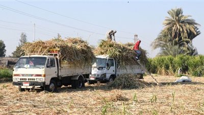 بدء حصاد القصب بأول حقل استرشادي في قنا