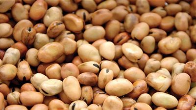 سعر الفول اليوم عند التاجر