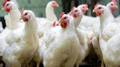 أسعار الدواجن بالمزرعة اليوم السبت