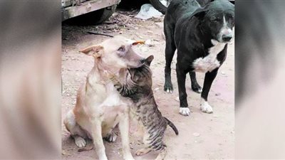 الكلاب تساعد المنكوبين.. و«الإغاثة» تنقذ القطط