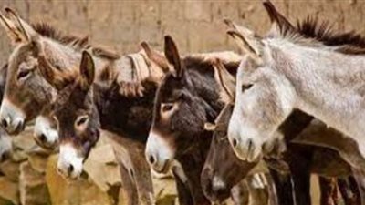 عظام حمير على طريق بالشرقية.. هل آلت لحومها إلى معدة المصريين
