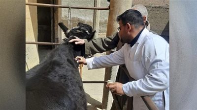 بني سويف: تحصين 48 ألف رأس ماشية ضد الحمى القلاعية