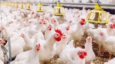 خبير يكشف توقعاته بشأن أسعار الدواجن الفترة المقبلة