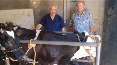 تحصين 130 ألفًا من الثروة الحيوانية ببني سويف