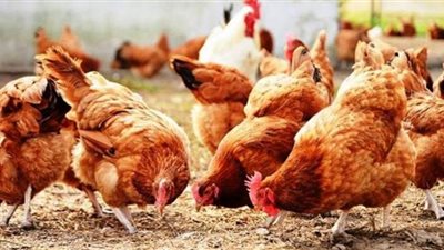 أسعار الدواجن اليوم الأحد بالمزرعة