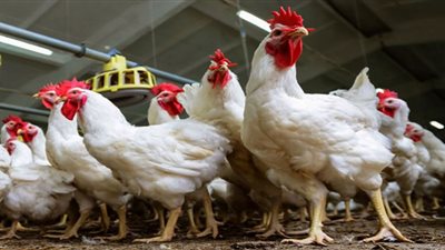 الحكومة تستعد لرمضان بـ 1000 طن دواجن