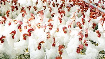 أســــعار الدواجــن.. خارج السيطرة